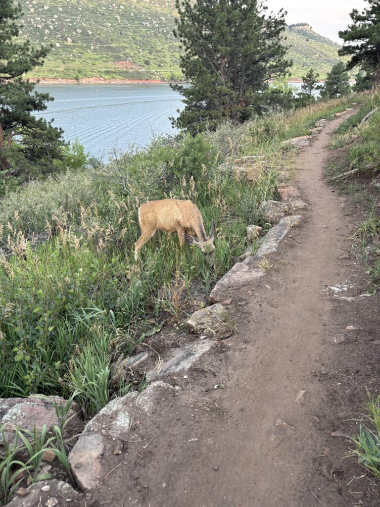 Deer grazing beside the Bay to Bay Trail with Horsetooth Reservoir and mountains in the background on a summer evening