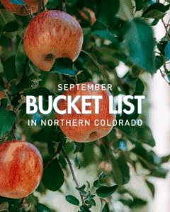 “Close-up of ripe apples hanging from a tree branch in an orchard, representing fall harvest season for a Northern Colorado September bucket list.