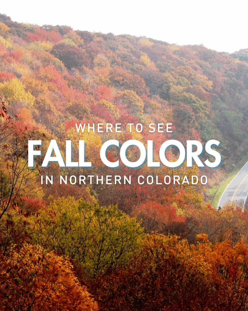 Scenic view of vibrant fall foliage in Northern Colorado with a winding mountain road, showcasing peak autumn colors of red, orange, and yellow trees under a clear sky — ideal for a blog about where to see fall colors in Colorado.